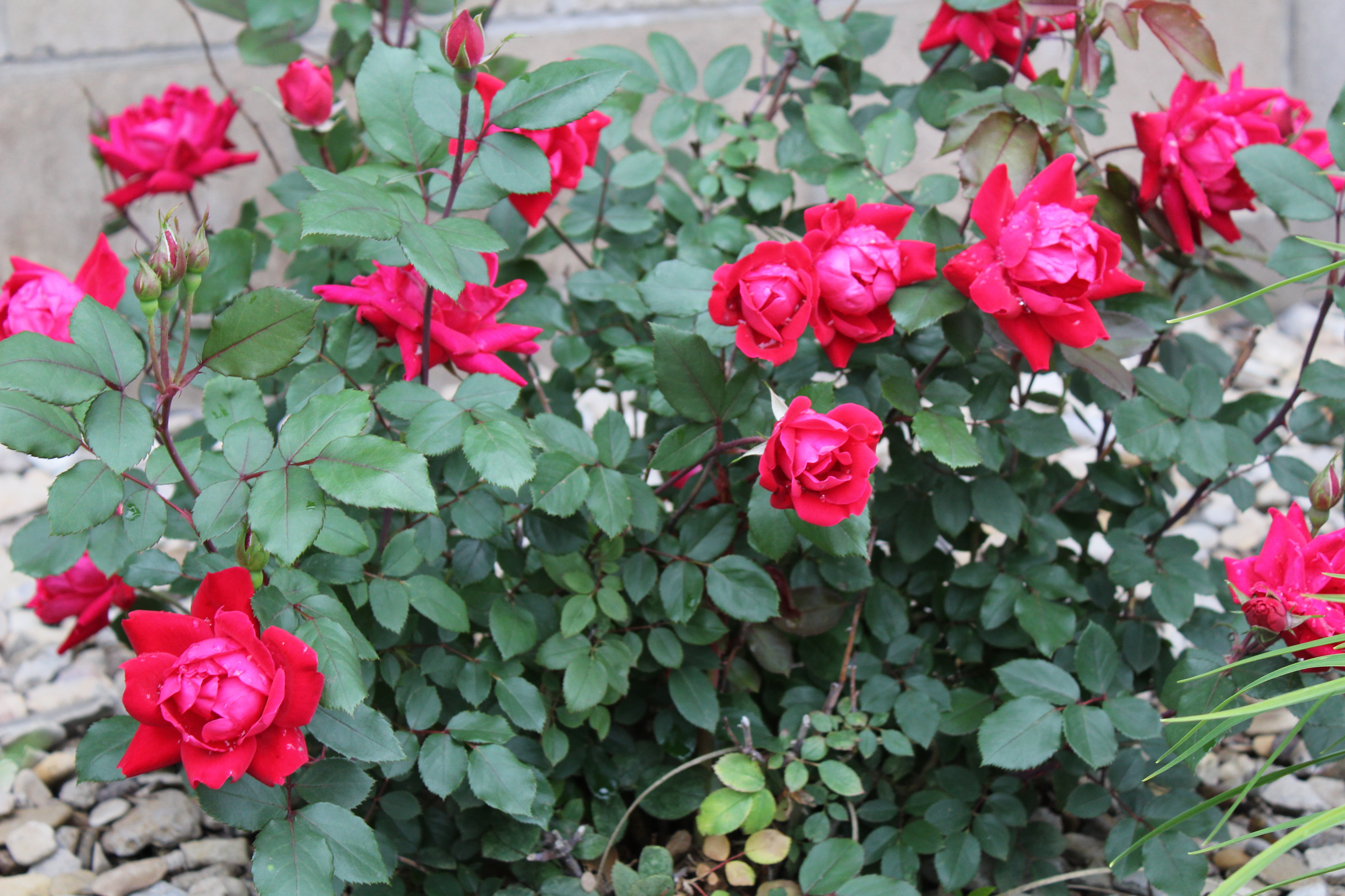 Maintenance Program Republican Valley Landscape