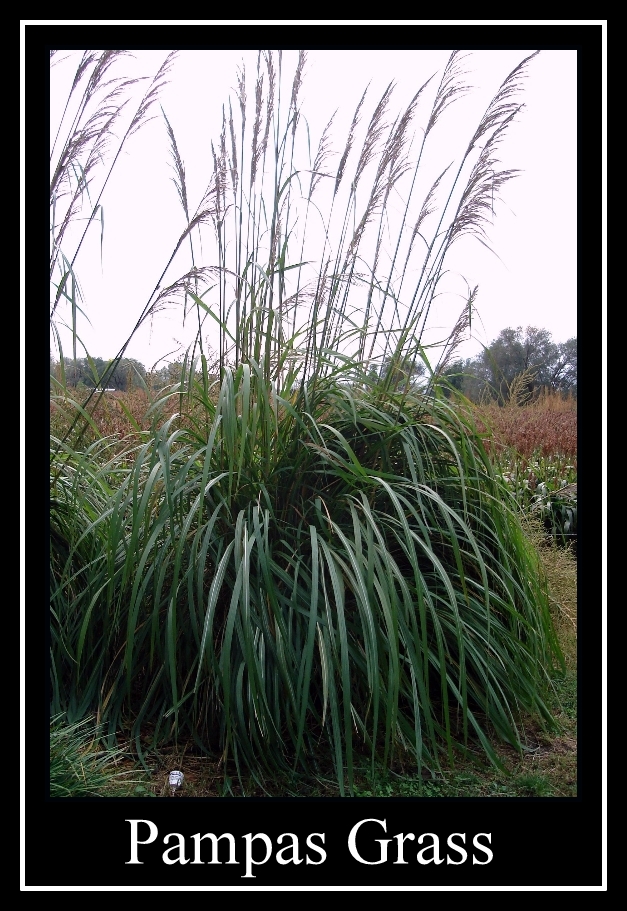pampas Republican Valley Landscape